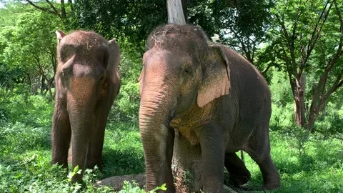 Two elephants scratching their side and backs against a tree Vidéo 170202154