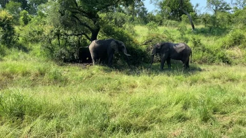 Two Elephants in the shade Stock Footage 278829848