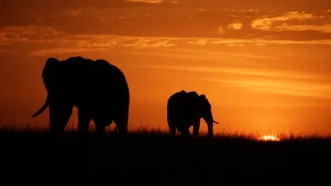Two Elephants Silhouetted Stock Footage 87718621