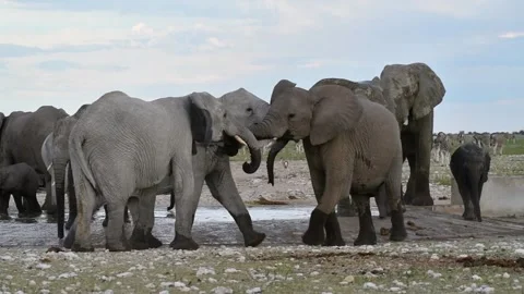 Two elephants square up side‑by‑side; brief third— Part 11 Stock Footage 320803455