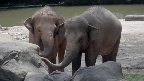 Two elephants stand near rocks by a pool Stock Footage 331445036
