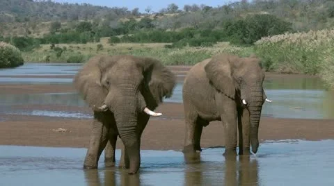 Two elephants stand in a river while fanning themselves and drinking Video stock 11113993