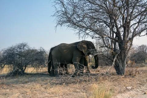 Two elephants stand under a dry tree in a nature reserve in the shade Stock Photos