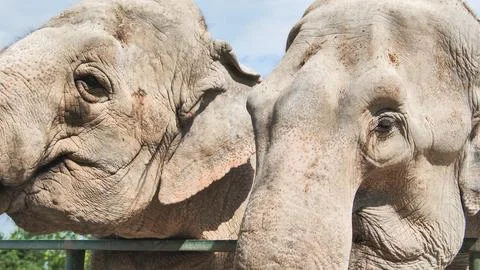 Two elephants standing close to each other near a fence in a zoo enclosure Stock Photos