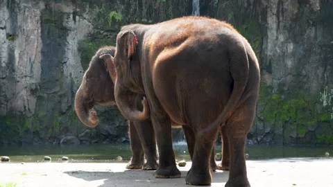 Two elephants standing by the edge of a body of water, seen from behind. Stock Footage 328847540
