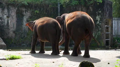 Two elephants standing by the edge of a body of water, seen from behind. Stock Footage 328847661