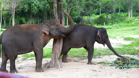 Two elephants standing near a tree in a sanctuary Stock Footage 234865907