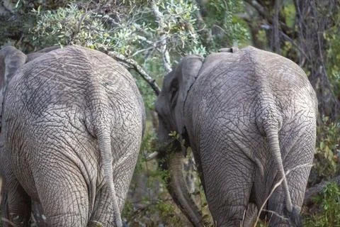 Two elephants standing next to a forest in South Africa Stock Photos
