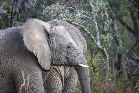 Two elephants standing next to a forest in South Africa Stock Photos