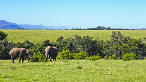 Two elephants standing on a savannah Stock Footage 265662108