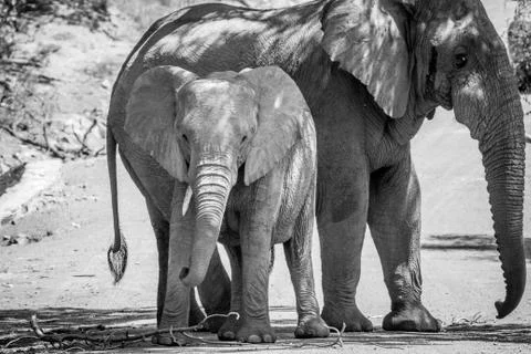 Two Elephants standing under a tree in the shade. Stock Photos