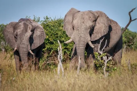 Two Elephants starring at the camera. Foto stock