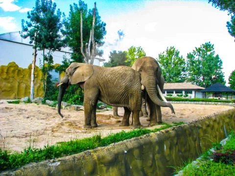 Two elephants throw sand at each other in sunny day Stock Photos