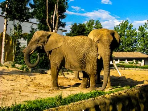 Two elephants throw sand at each other in sunny day Stock Photos