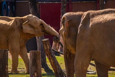 Two elephants touching tree trunks in sunlight, wildlife interaction photo Foto stock