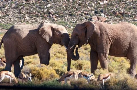 Two elephants touching trunks in South Africa Stock Photos