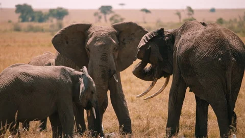Two Elephants Touching Trunks in the Wild Stock Footage 309868019