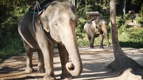 Two elephants wait for tourists to ride Stock Footage 92226558