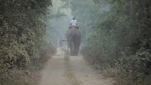 Two elephants walk down a dirt road in a forest Stock Footage 92713414