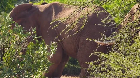Two elephants walk through trees Stock Footage 78749719