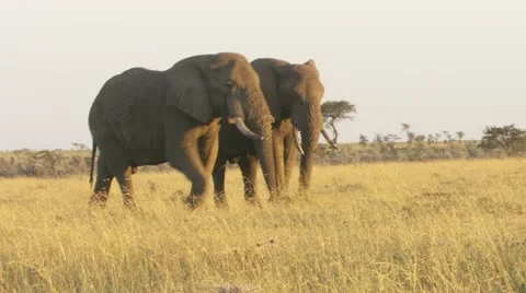 Two Elephants walking Stock Footage 12658503