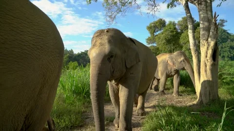 Two Elephants Walking by in Parade in Jungle  Stock Footage 291203774