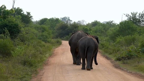 Two elephants walking on the road in Sri Lanka. Stock Footage 89483133