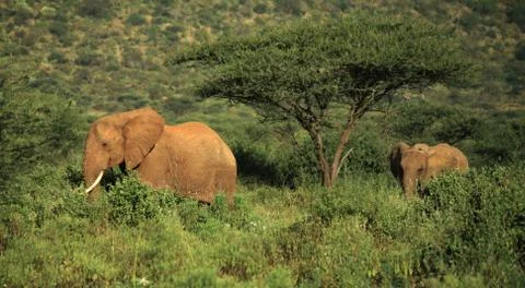 Two elephants walking through the grass Stock Photos
