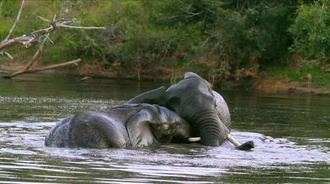 Two elephants in water Stock Footage 44815188
