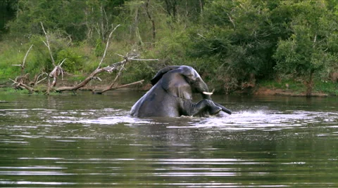 Two elephants in water Stock Footage 44815697