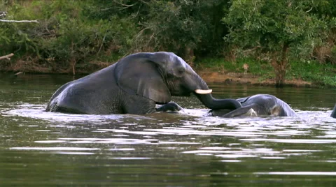 Two elephants in water Stock Footage 44816165