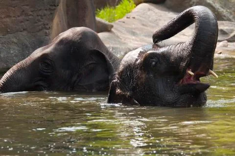 Two elephants in the water Stock Photos