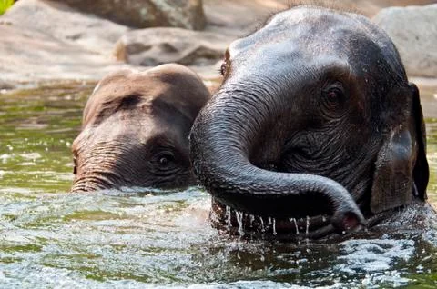 Two elephants in water Stock Photos