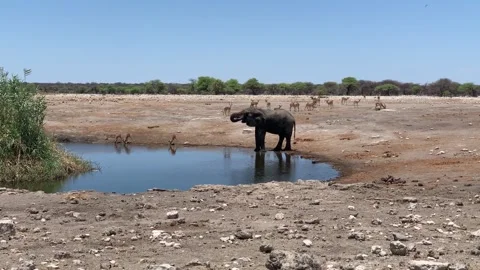 Two elephants at a watering hole in Namibia National Park, Etosha Stock Footage 198692799