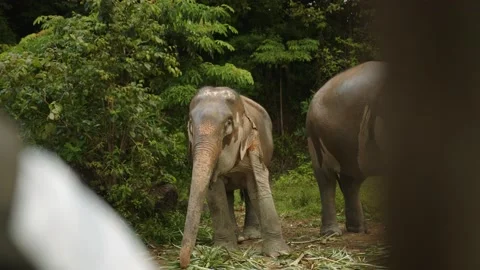 Two elephants while eating on a rainy day in Thailand Stock Footage 224910662