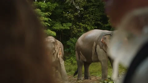 Two elephants while eating on a rainy day in Thailand, shot among tourists Stock Footage 224911161