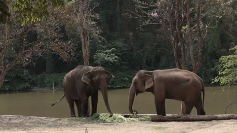 Two elephants without tusks are eating grass Stock Footage 149017411