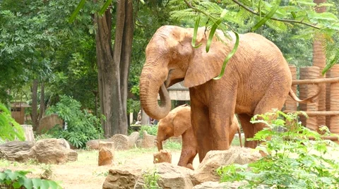 Two elephants in zoo. Stock Footage 66562934