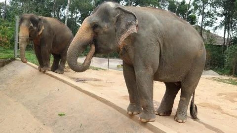 Two elephants at the zoo Stock Photos