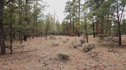 Two elk graze in a clearing within a pine forest under a cloudy sky.-43 Stock-Footage 346411217