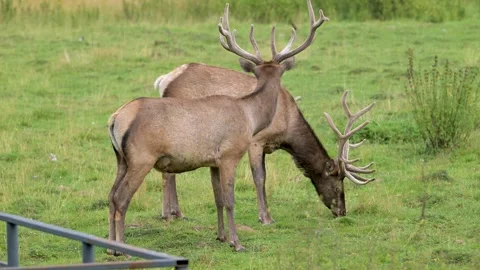 Two elk graze in a green field Stock Footage 342711716