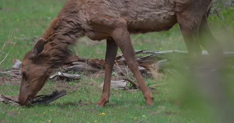 Two elk grazing together in North American meadow Stock Footage 341678291