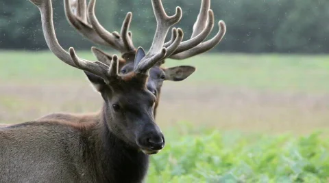 Two Elk - HD 스톡 동영상 787115