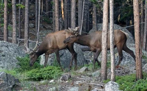Two Elk Stock Photos