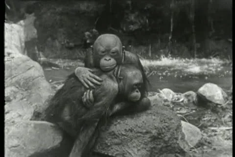 Two embracing orangutans sitting on rocks Stock Footage 11353321
