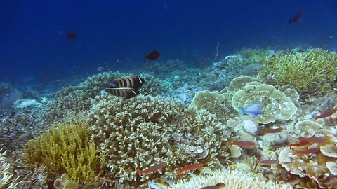 Two emerald angel fish playing between amazing alive coral reef. Exciting and Video stock 89213499