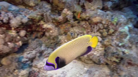 Two Emperor angelfish fighting  in Red sea Egypt Video stock 79589910