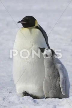 Two Emperor Penguins, An Adult Bird And A Chick, Side By Side, On The Ice.