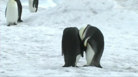 Two emperor penguins preening Stock Footage 602939