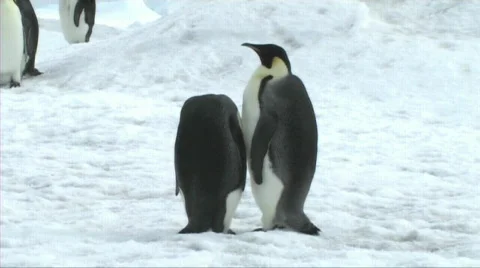 Two emperor penguins preening Stock Footage 602944